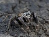 skákavka černá (Pavouci), Evarcha arcuata, Salticidae (Arachnida)